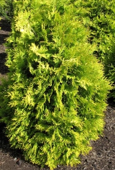 Туя западная Европа голд 80+см RB/c15