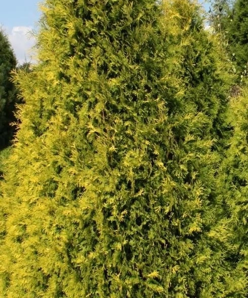 Туя западная Еллоу Риббон 120+см WRB
