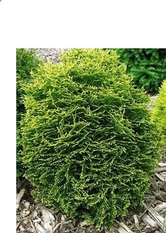 Туя западная Ватерфилд 30+см WRB