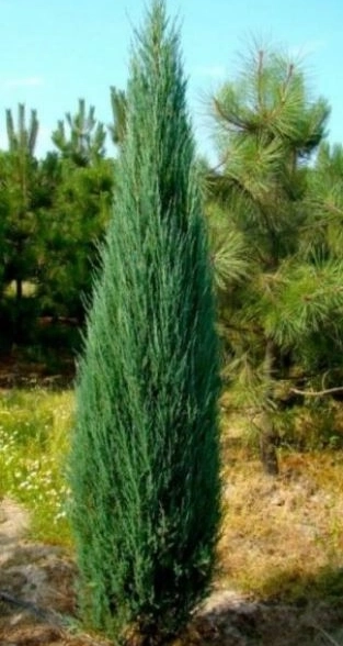 Можжевельник скальный Блю Эрроу 80+см WRB