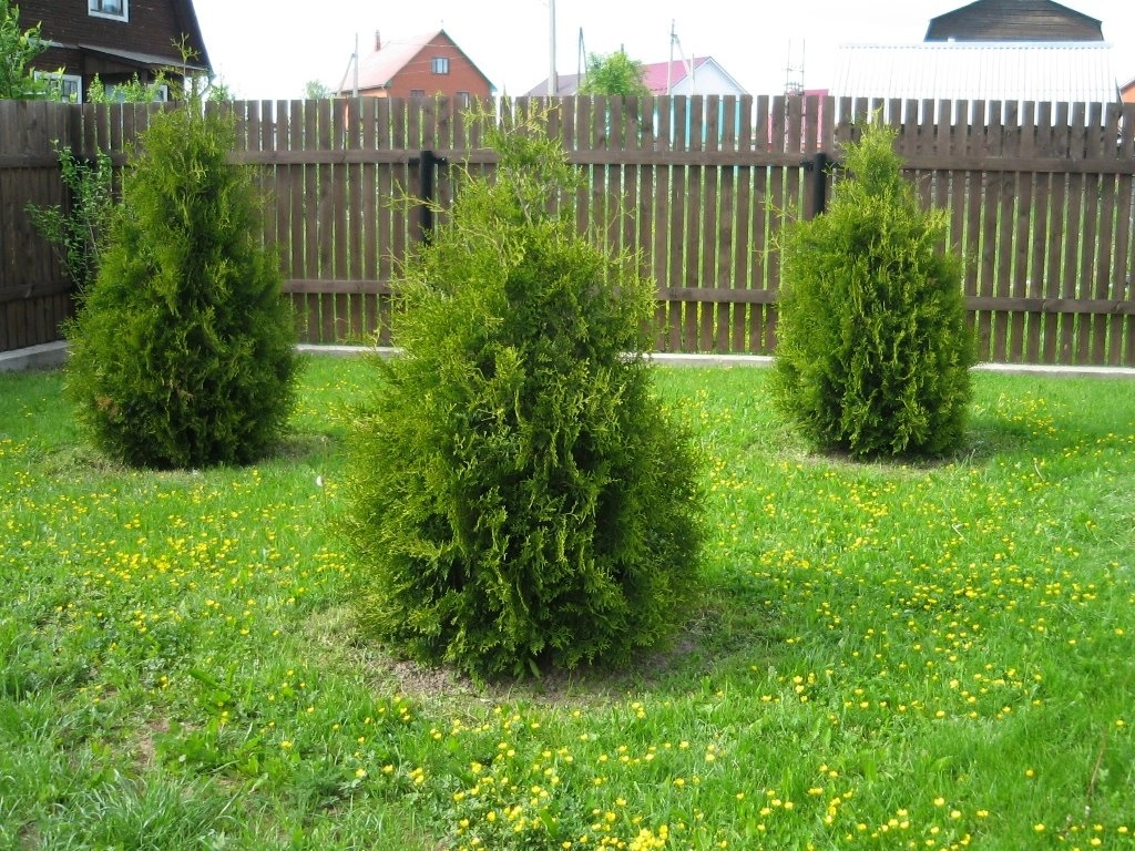 Туя западная Брабант С3