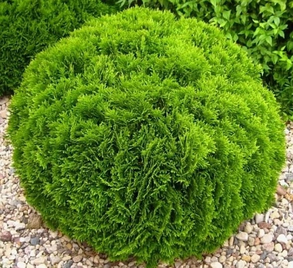 Туя западная Даника C3