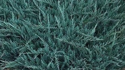 Можжевельник горизонтальный Блю Чип С3