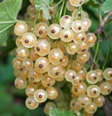 Смородина бел Баяна (с5)