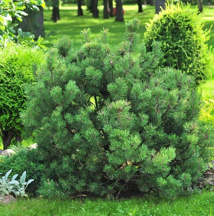 Сосна Mughus (С7,5)