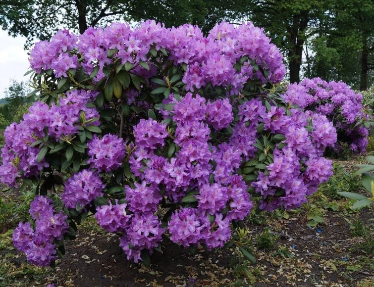 Рододендрон Grandiflorum С7,5