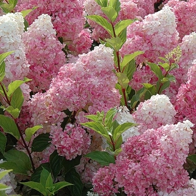 Гортензия Vanille Fraise C7.5