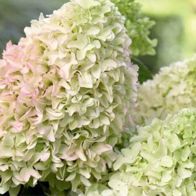 Гортензия Magical Lime Sparkle c7.5