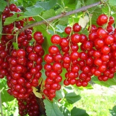 Смородина красн Голландская с5