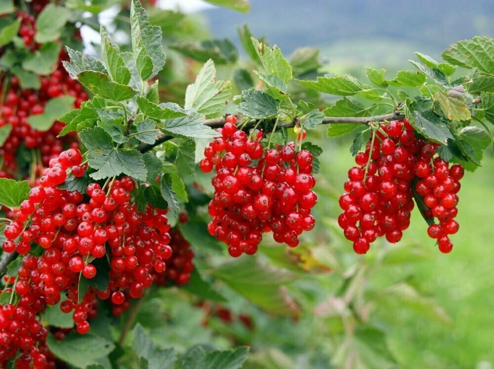 Смородина красная Коралловая с5