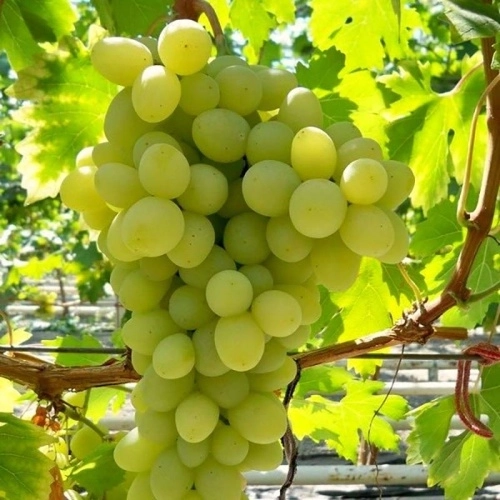 Виноград плодовый Благовест 752628