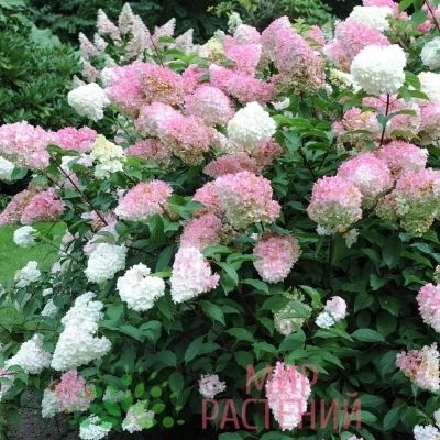 Гортензия Pink Lady C7,5