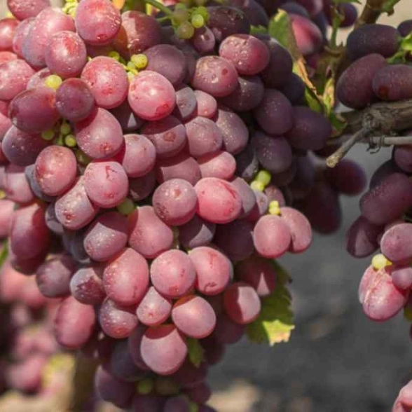 Виноград Минский розовый очень ранний Садовита