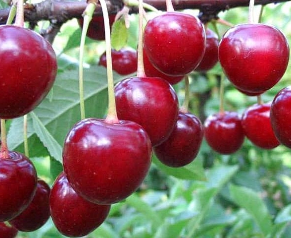 Вишня Харитоновская/С