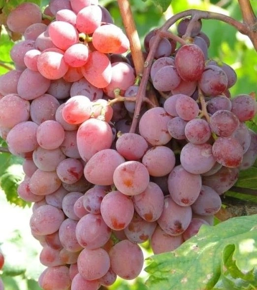 Виноград Виктория ранний Садовита