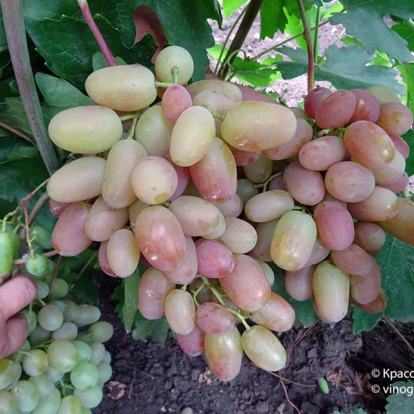 Виноград Преображение Митюряев