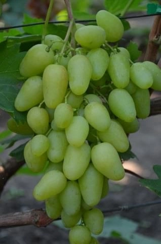 Виноград Мускат Соломка МИТЮРЯЕВ