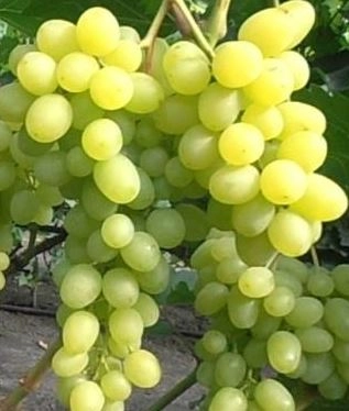 Виноград Цимус (кишмиш) Митюряев