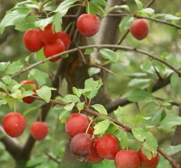 Слива русская (Алыча) Кубанская комета/С