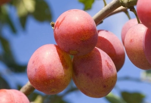 Шарафуга (гибрид) Голд/С