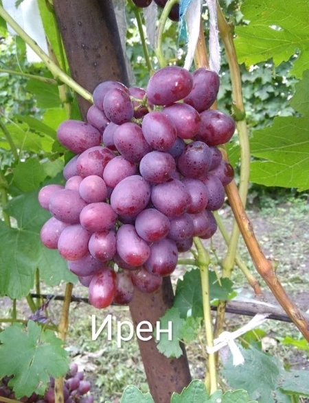 Виноград Ирен