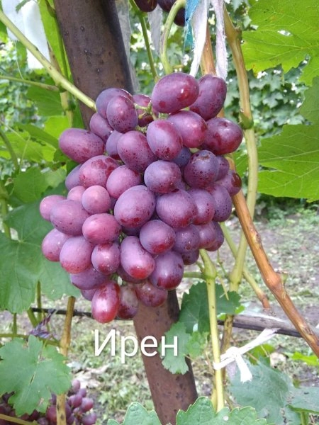 Виноград Ирен
