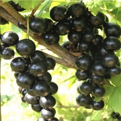 Смородина черная Бинар С5