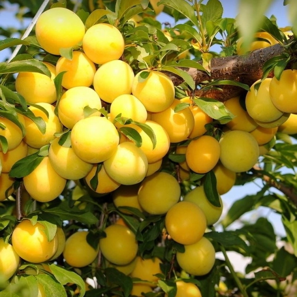 Слива русская (Алыча) пирамидальная Мирабелла/С