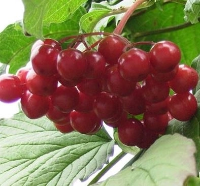 Калина красная (обыкновенная) Гранатовый браслет/ЦКор