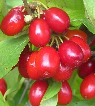 Кизил обыкновенный Елена/ЦКор