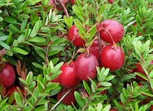 Клюква крупноплодная Франклин/ЦКор