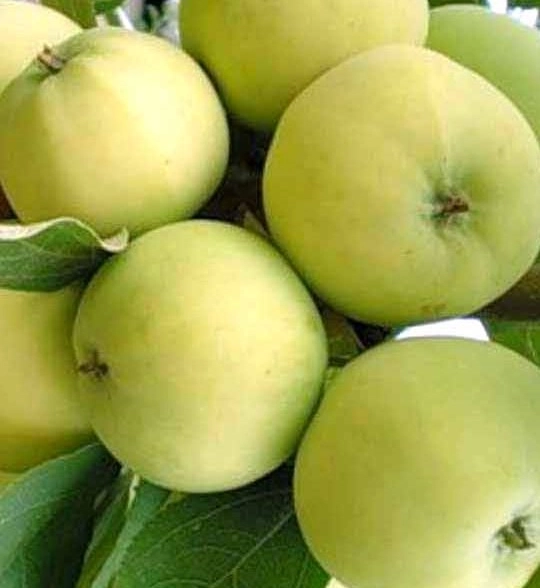 Яблоня Дочь Папировки