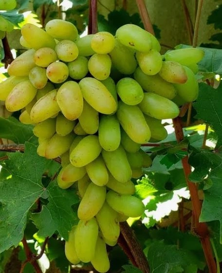 Виноград Аксайский маникюр (Митюряев)