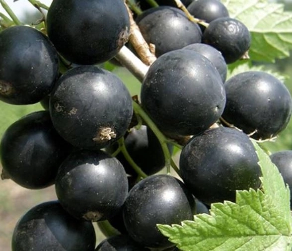 Смородина черная Черный жемчуг с5