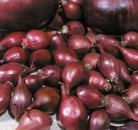 Лук-севок КАРМЕН 10-21 1кг Россия