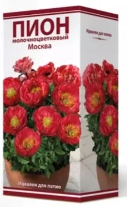 Пион гибридный Москва 2-3/Кор
