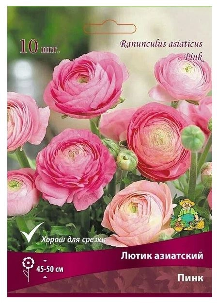 Лютик азиатский Пинк 7-8/К 10шт
