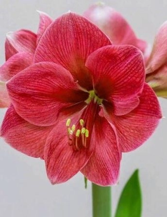 Амариллис простой Геркулес/К