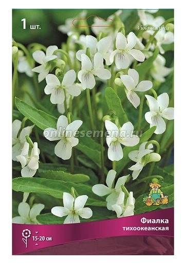 Фиалка тихоокеанская/К