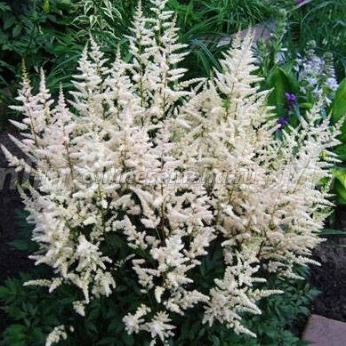 Астильба арендса Bumalda конт 2-3л