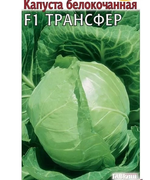 Капуста Трансфер Гавриш Ц