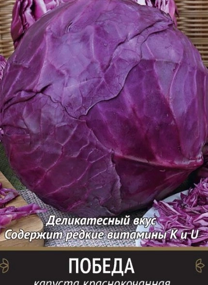 Капуста краснокочанная Победа (А) 280458