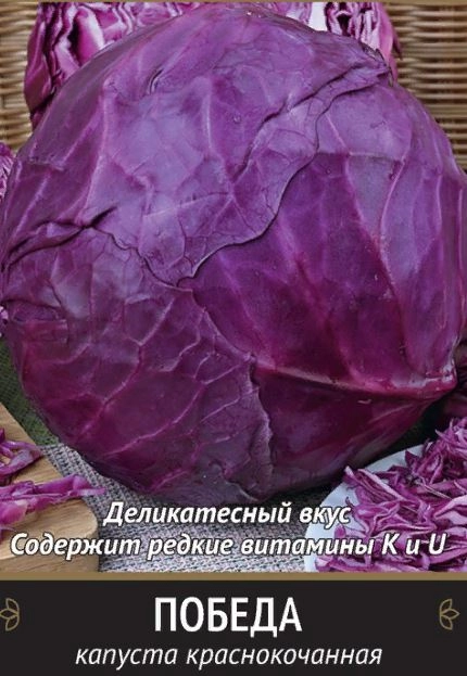 Капуста краснокочанная Победа (А) 280458