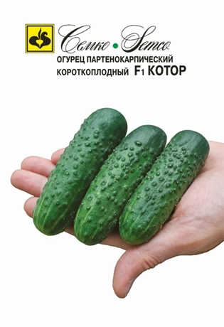 Огурец Котор Семко